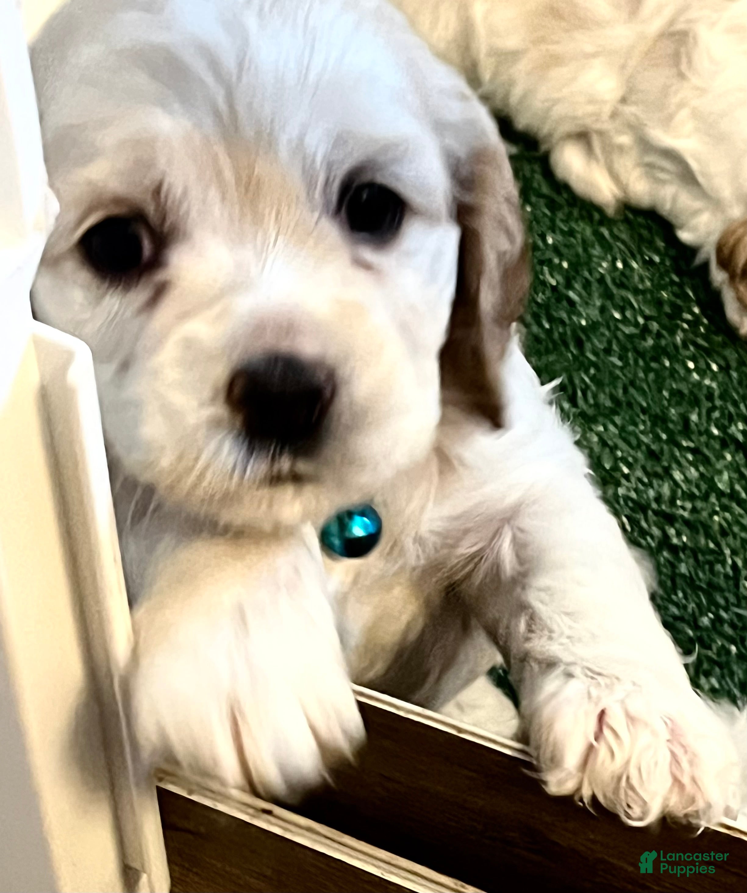 Cocker Spaniel dogs Cocker Spaniel Puppy 3 Female Rose - Ad 1
