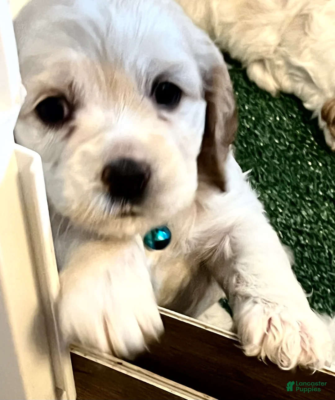 Cocker Spaniel dogs for sale: Cocker Spaniel Puppy 3 Female Rose - Ad 1
