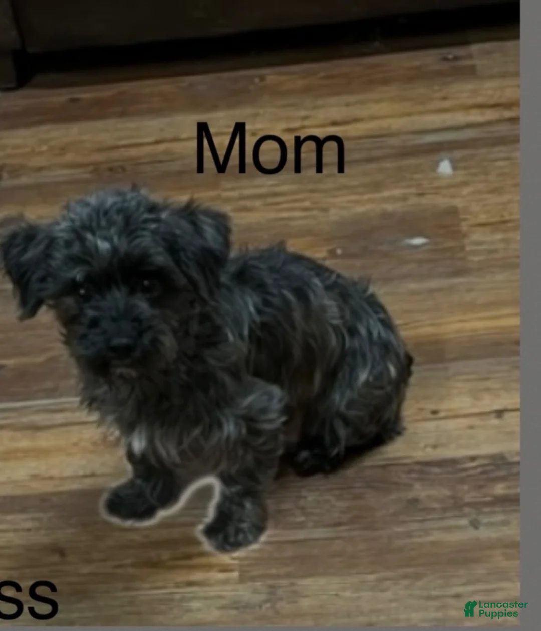 Mixed Breed dogs for sale:  1Sassy - Ad 7