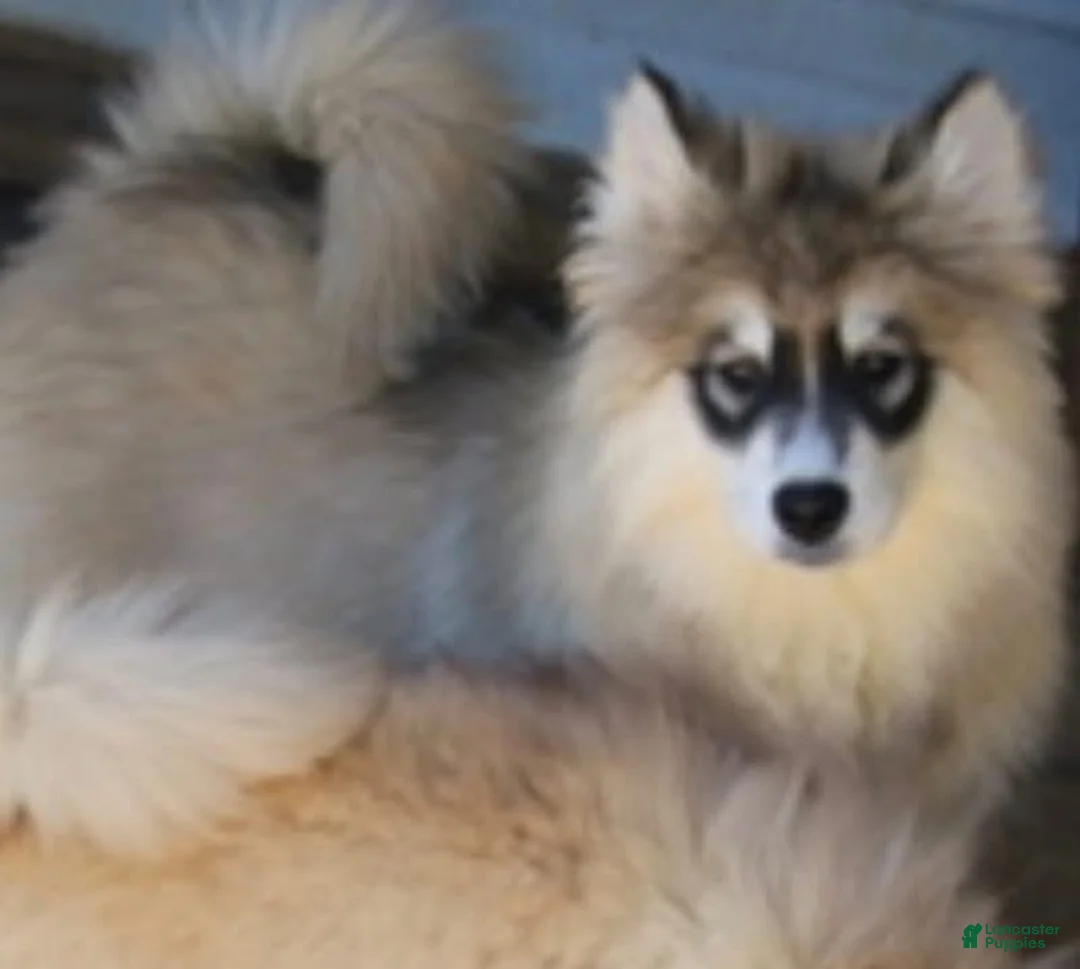 Pomsky dogs for sale: Joey - Ad 1