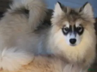 Pomsky dogs Joey - Ad 10