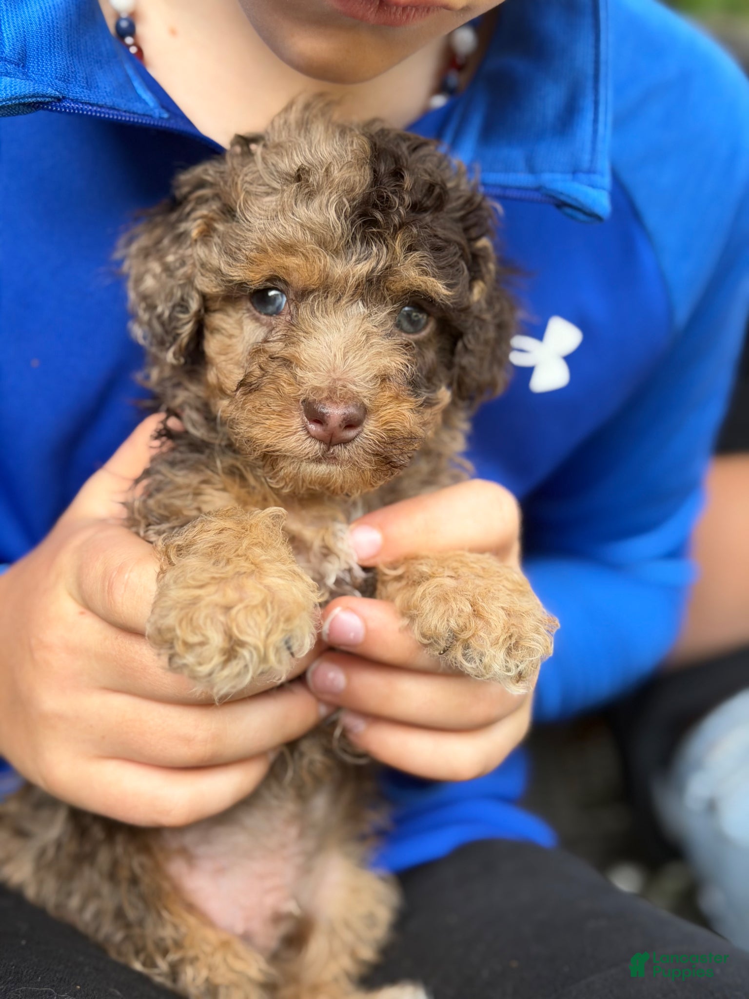 Cockapoo dogs Cockapoo Puppy 2 - Ad 18