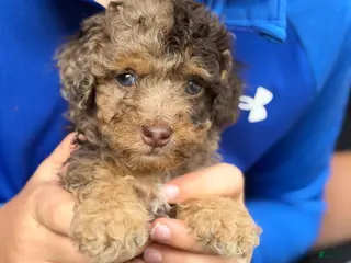 Cockapoo dogs Cockapoo Puppy 2 - Ad 18