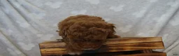 Miniature Poodle dogs for sale: Flora - Ad 4