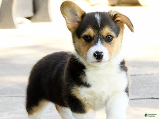 Welsh Corgi Pembroke dogs - Ad 8