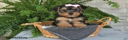 Yorkshire Terrier dogs for sale: Ashley - Ad 1
