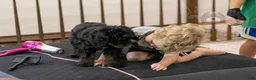 Bernedoodle dogs for sale: Olympic - Ready Now! - Ad 17