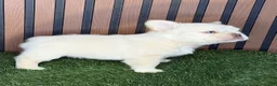 French Bulldog dogs for sale: Polo G - Ad 2