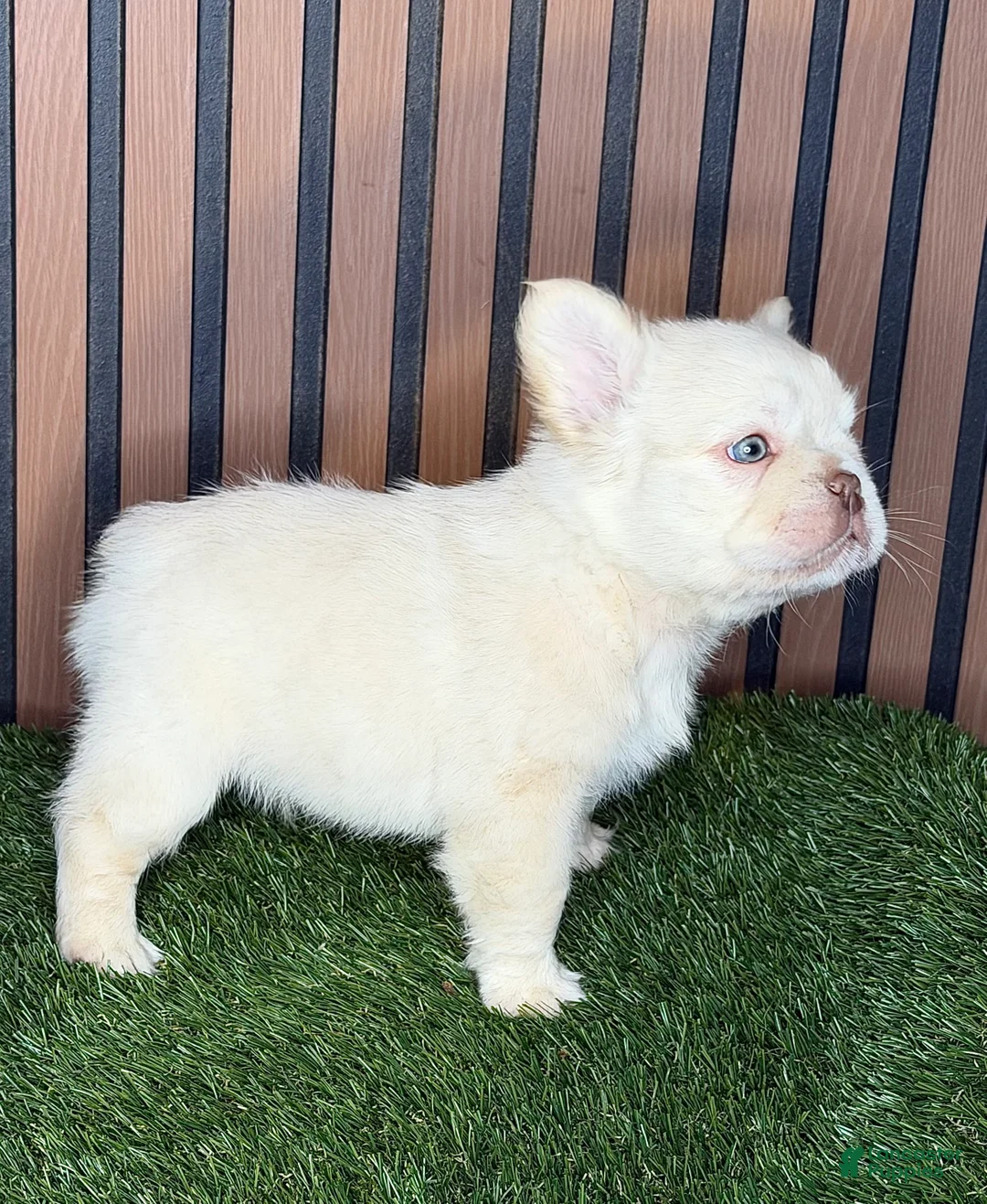 French Bulldog dogs for sale: Polo G - Ad 2