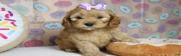 Cockapoo dogs for sale: Katie - Ad 7