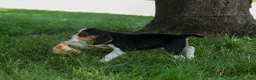 Beagle dogs for sale: 💕Millie Mae 🐶 - Ad 11