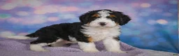 Mini Bernedoodle dogs for sale: Sparky - Ad 5