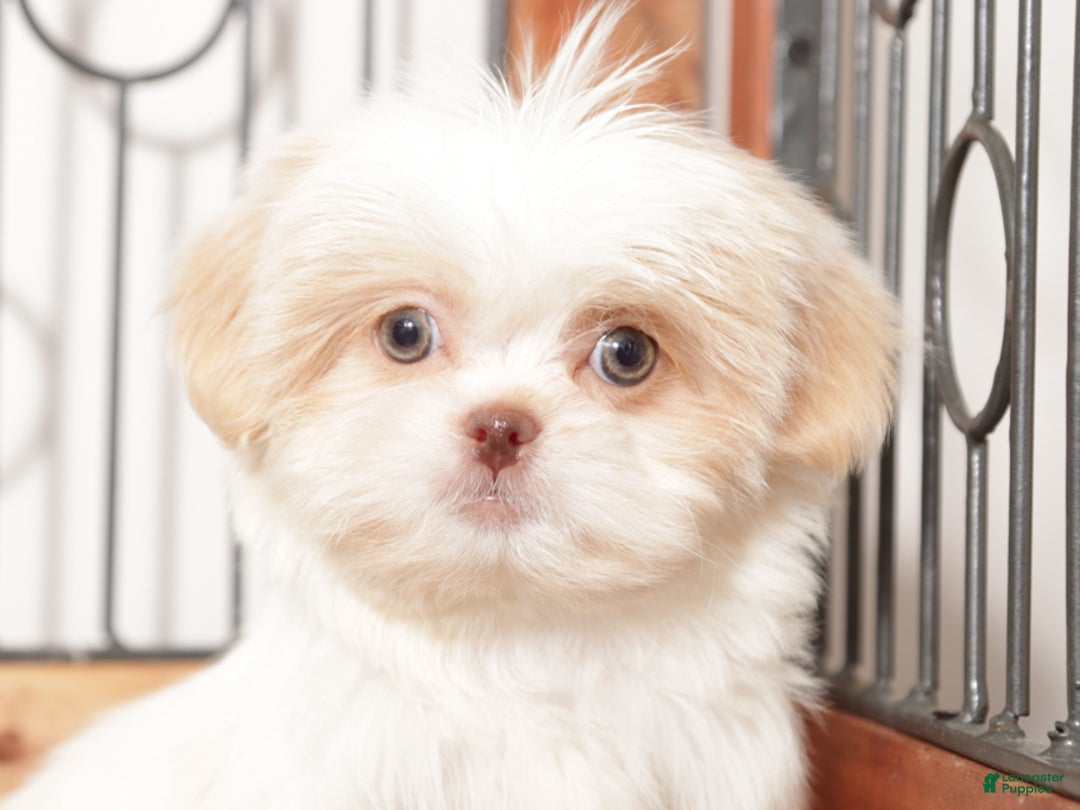 Shih Tzu dogs for sale: Shih Tzu Puppy 1 - Ad 3