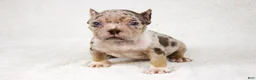 American Bully dogs for sale: Chocolate Tri Merle Female - Ad 9