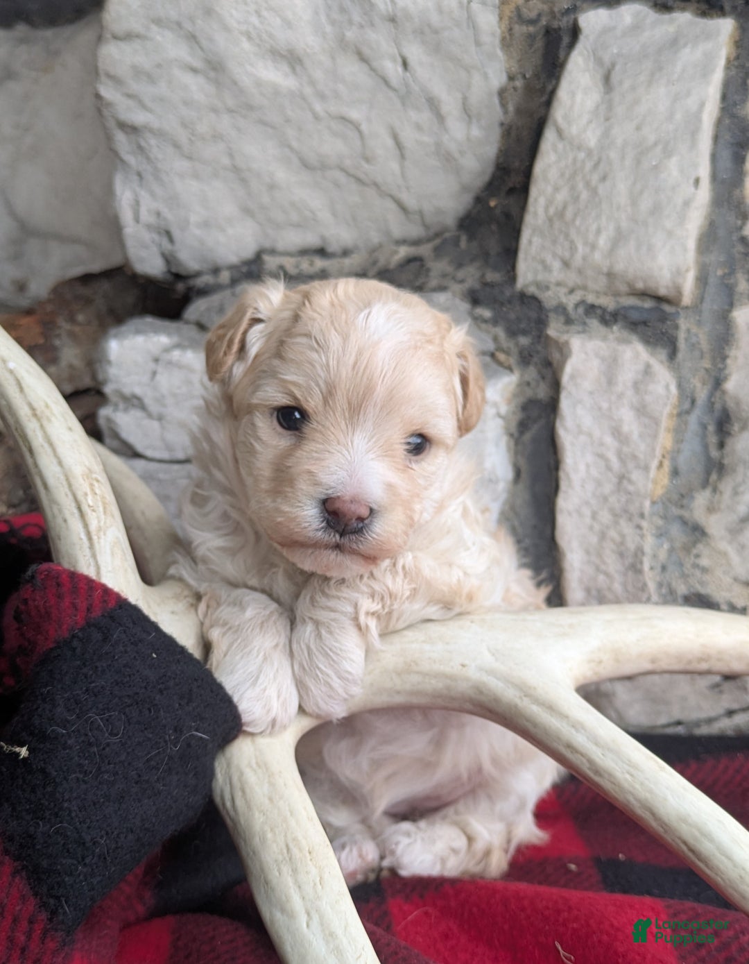Mini Bernedoodle dogs for sale: Mini Bernedoodle Puppy 1 - Ad 1