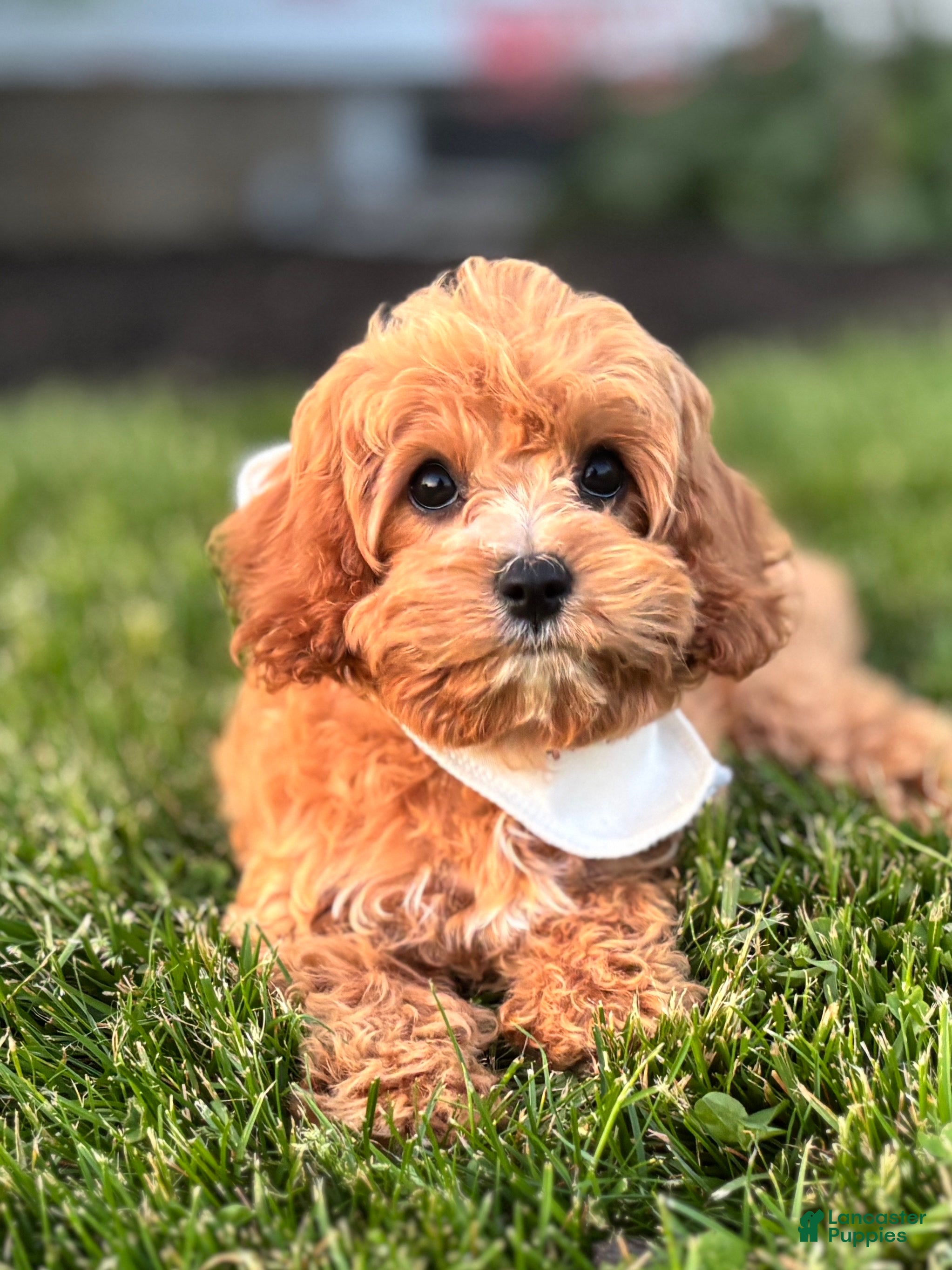 Cavapoo dogs Pippi Cavapoo Puppy  - Ad 2