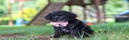 Yorkiepoo dogs for sale: Brady - Ad 3