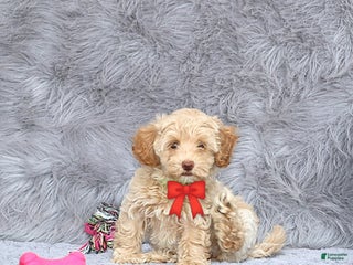 Havapoo dogs Addie 👨👨👦👦💞🐕Miniature - Ad 7