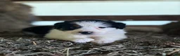 Australian Shepherd dogs for sale: Bella - Ad 8