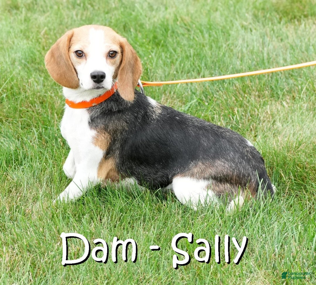 Puggle dogs for sale: Morgan - Ad 10