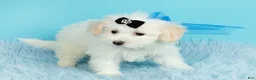 Maltipoo dogs for sale: Prince - Ad 3