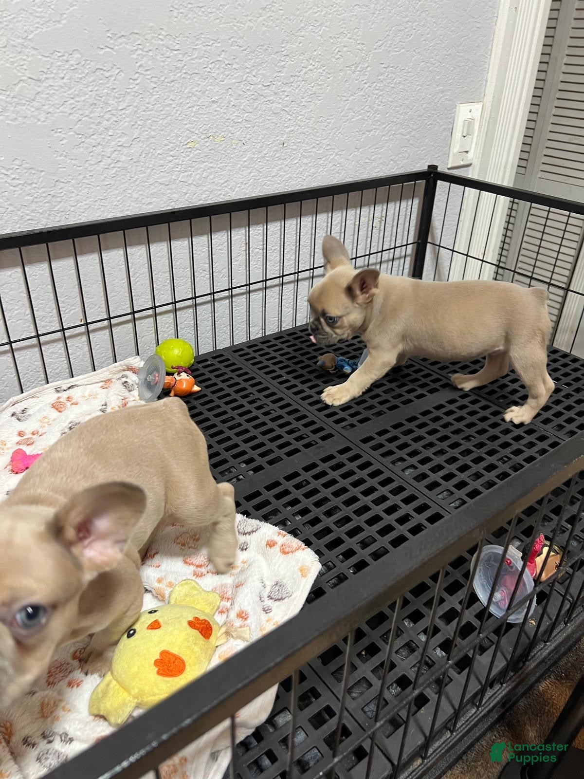 French Bulldog dogs Leo - Ad 37