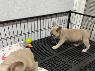 French Bulldog dogs Leo - Ad 37