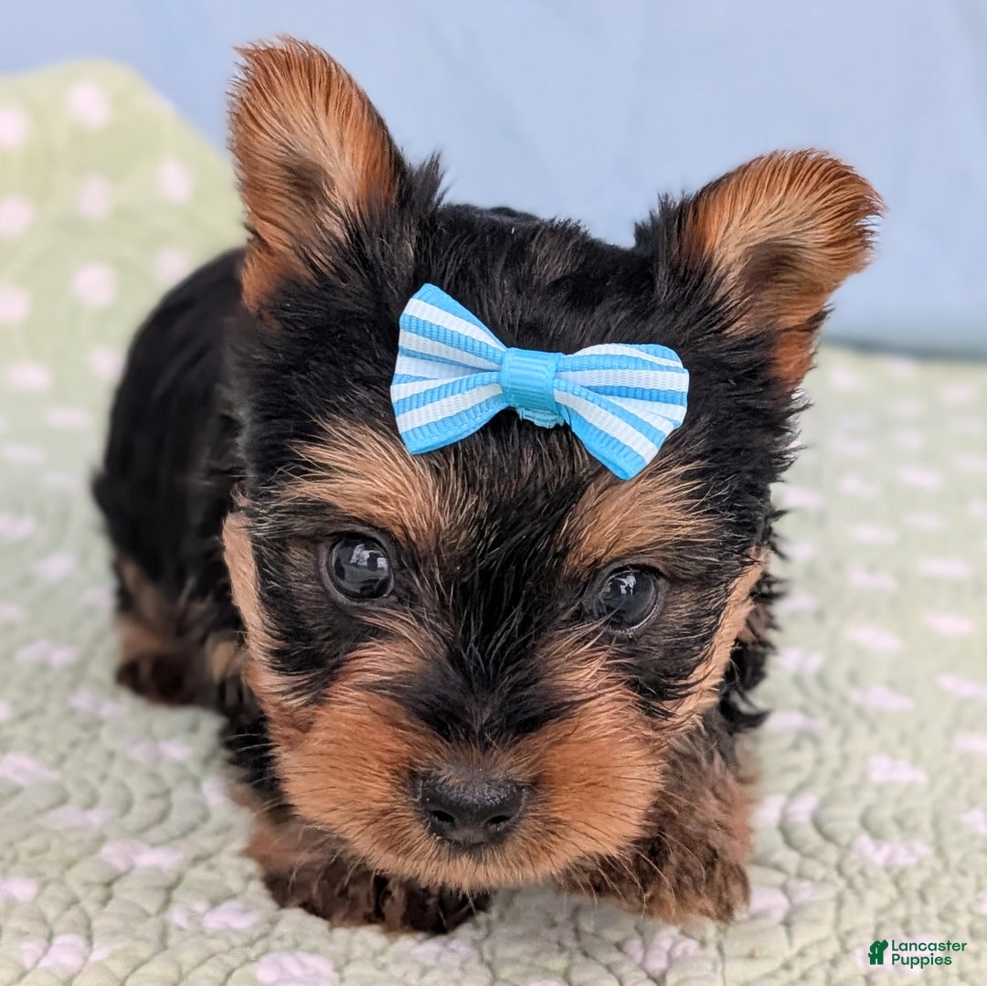 Yorkshire Terrier dogs for sale: Toffee - Ad 6