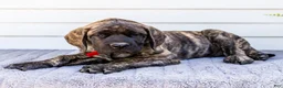 English Mastiff dogs for sale: Max - Ad 10