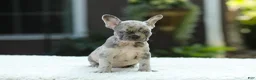 French Bulldog dogs for sale: Joy - Ad 15