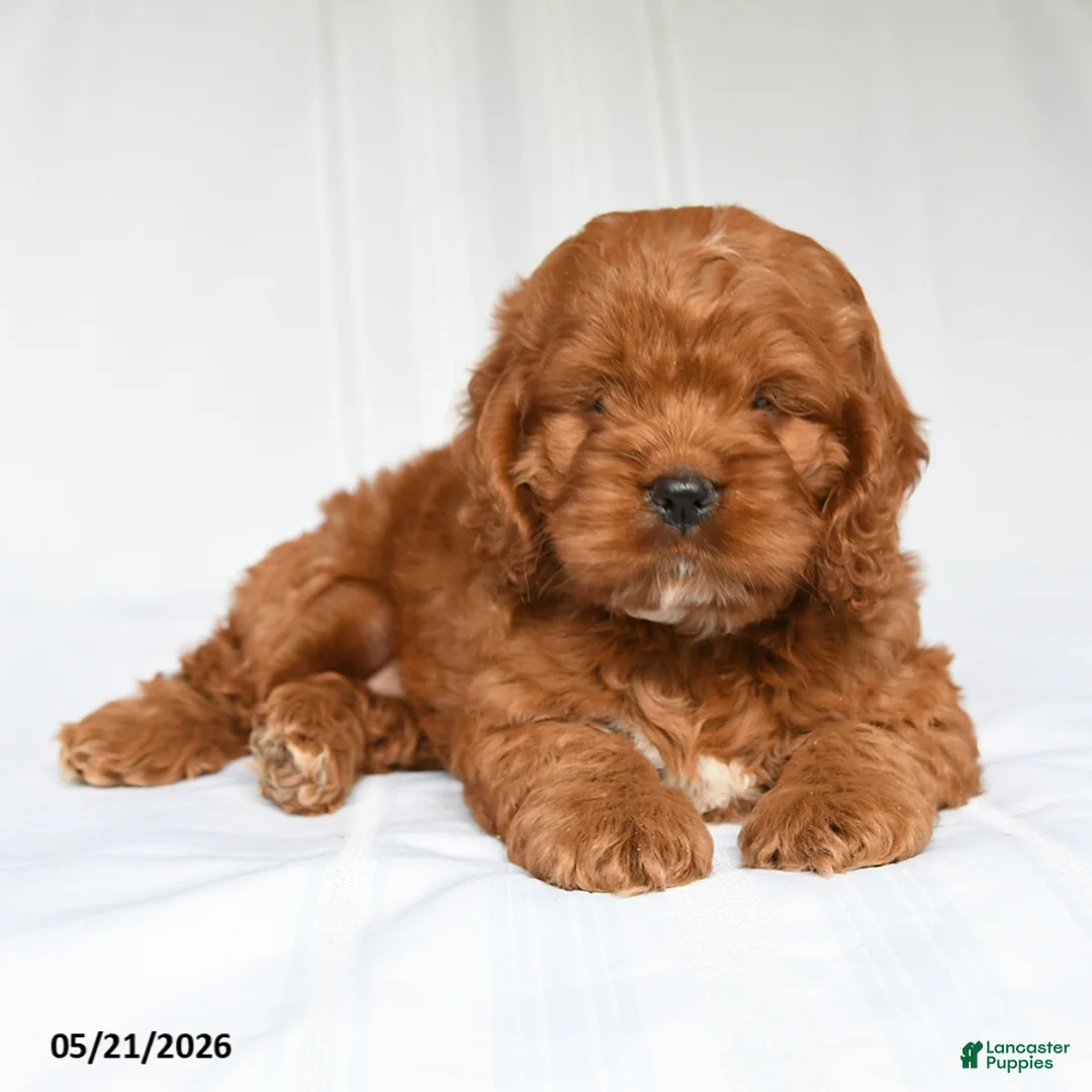 Cockapoo dogs for sale: Jane - Ad 2