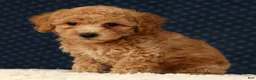 Bichpoo dogs for sale: Glory - Ad 8