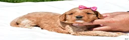 Mini Goldendoodle dogs for sale: Natalie - Ad 2