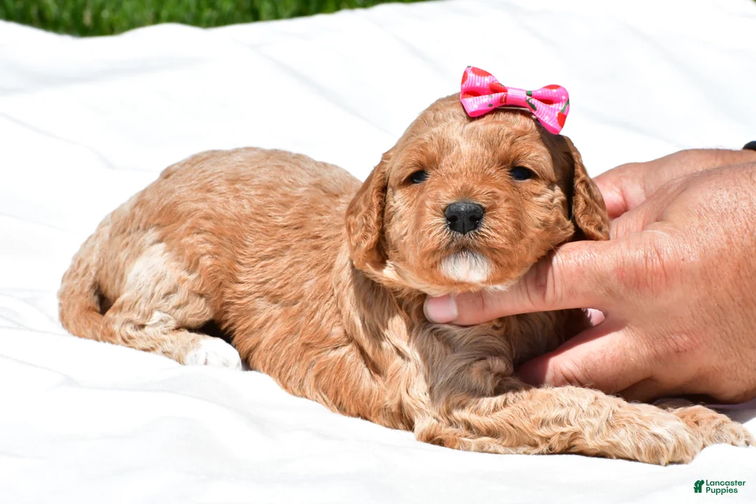 Mini Goldendoodle dogs for sale: Natalie - Ad 2