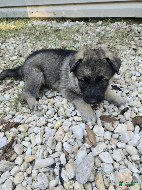 German Shepherd dogs for sale: Stripe - Ad 2
