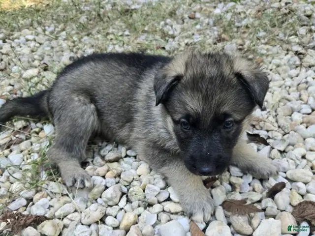 German Shepherd dogs for sale: Stripe - Ad 2