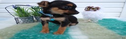 Mixed Breed dogs for sale: Mixed Breed Puppy 2 Telina - Ad 2