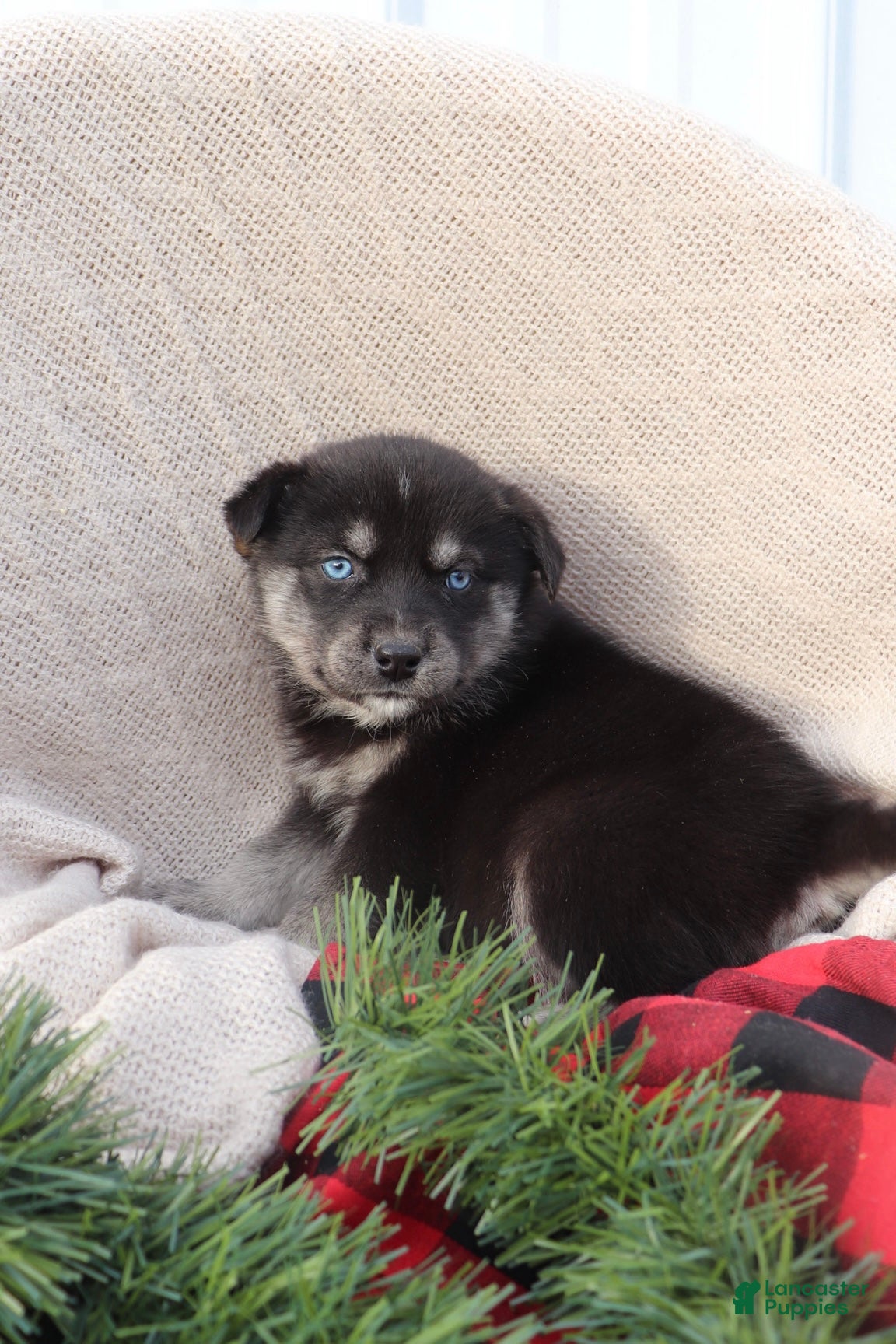 Goberian dogs Ginger - Ad 8