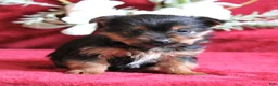 Yorkshire Terrier dogs for sale: Dallas - Ad 4