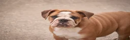 Mixed Breed dogs for sale: Dream Victorian Bulldog - Ad 5