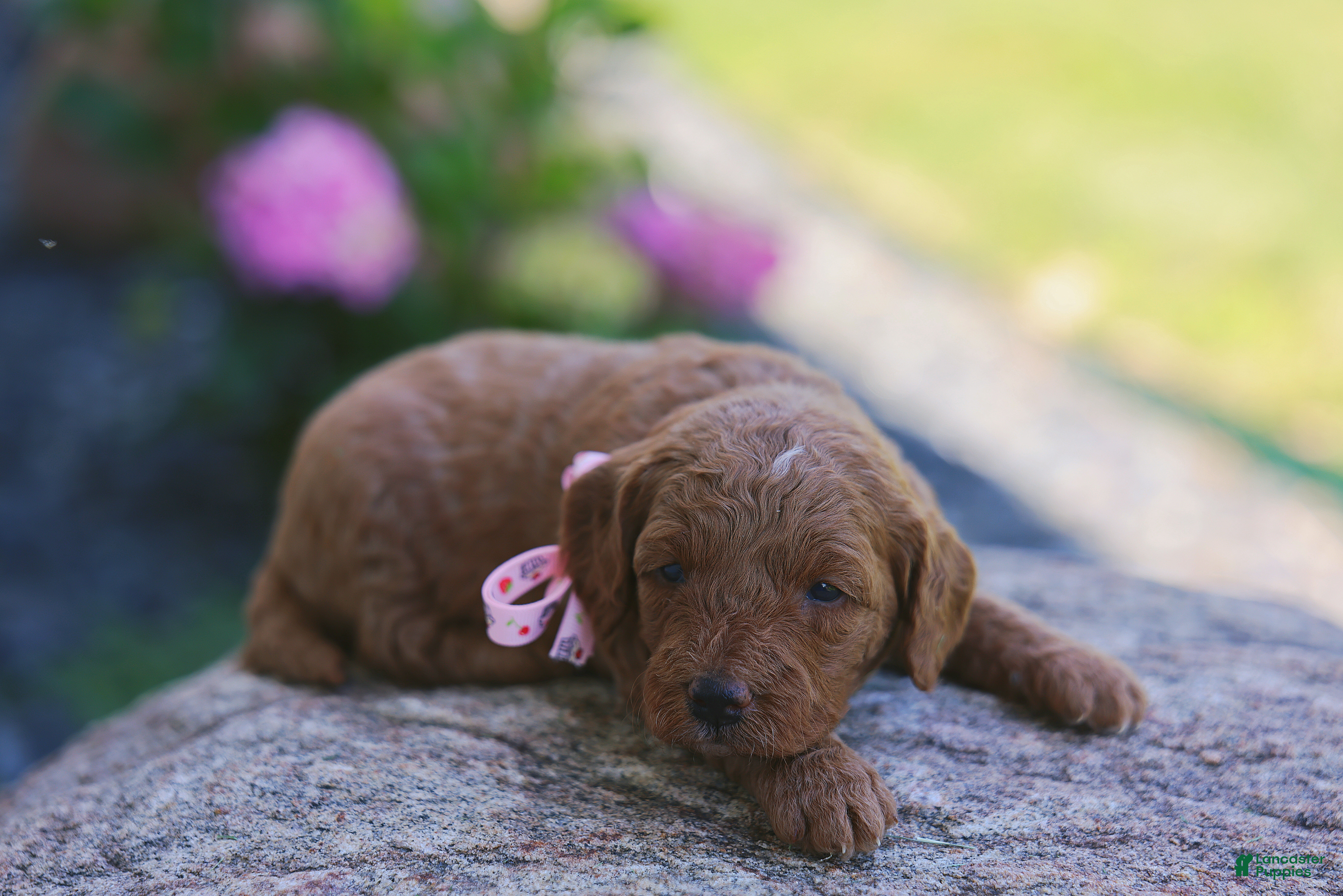Mini Goldendoodle dogs Birdie - Ad 2