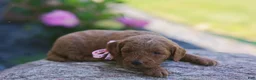 Mini Goldendoodle dogs for sale: Birdie - Ad 7