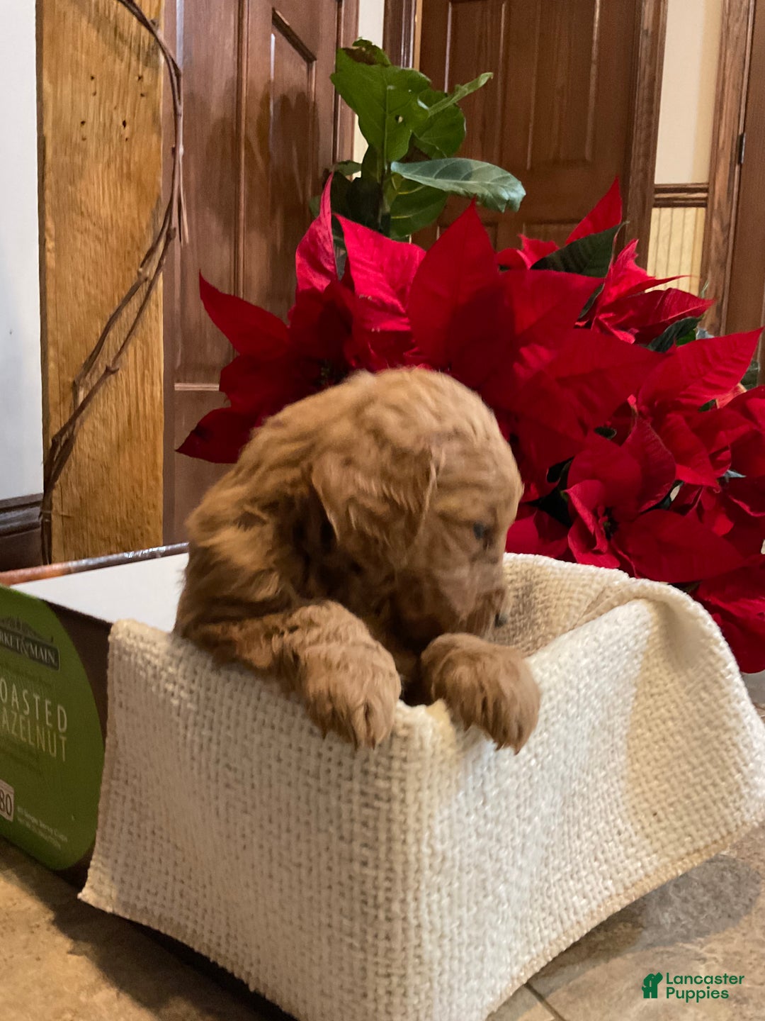Goldendoodle dogs for sale: Goldendoodle Puppy 4 - Ad 5