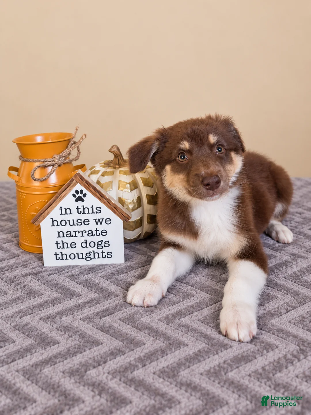 Australian Shepherd dogs for sale: Olive - Ad 2