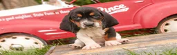 Basset Hound dogs for sale: Montgomery - Ad 5