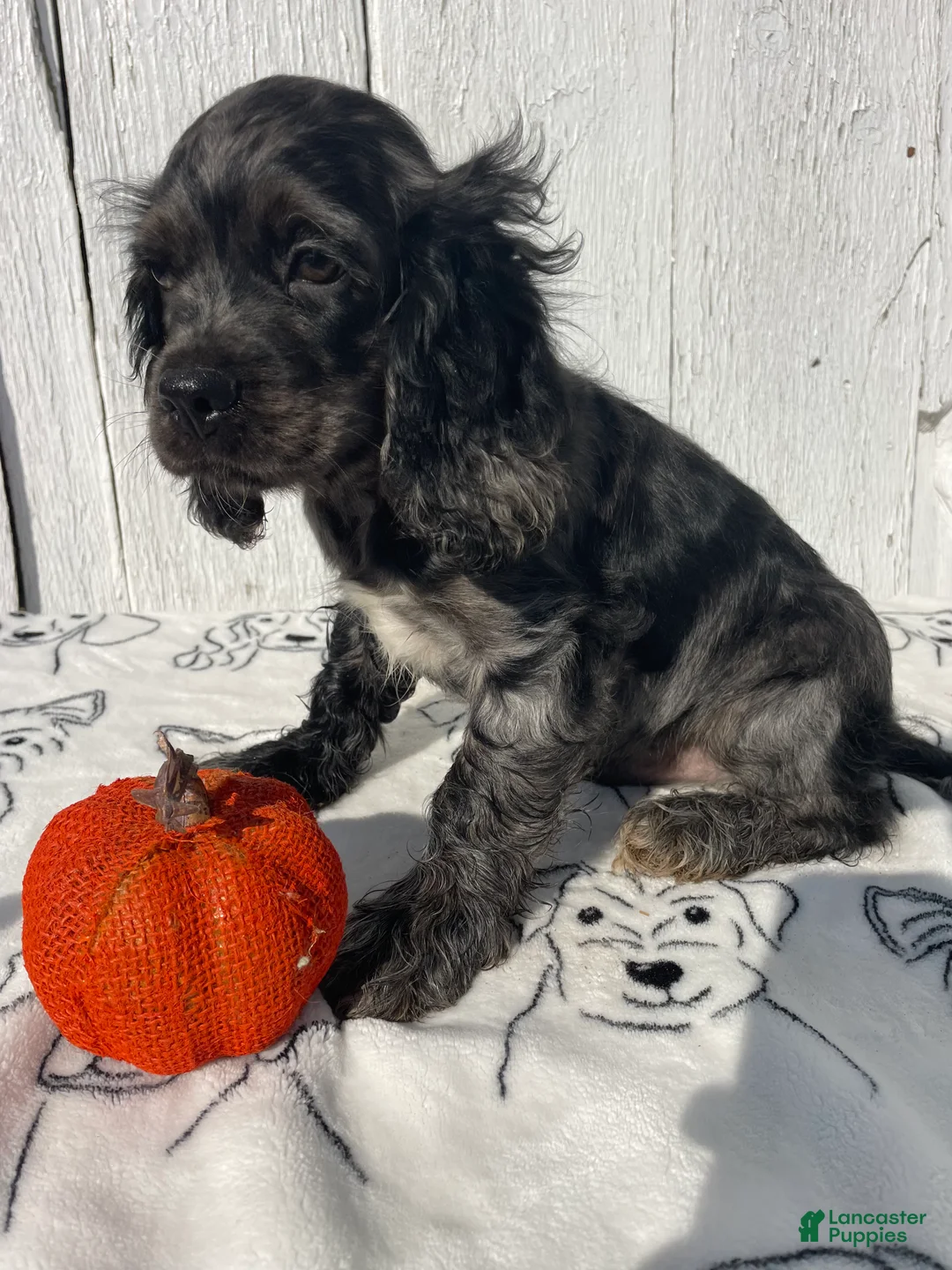Cocker Spaniel dogs for sale: Popcorn - Ad 4