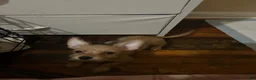 Chorkie dogs for sale: Ghost - Ad 3