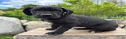 Great Dane dogs for sale: Tori - Ad 1