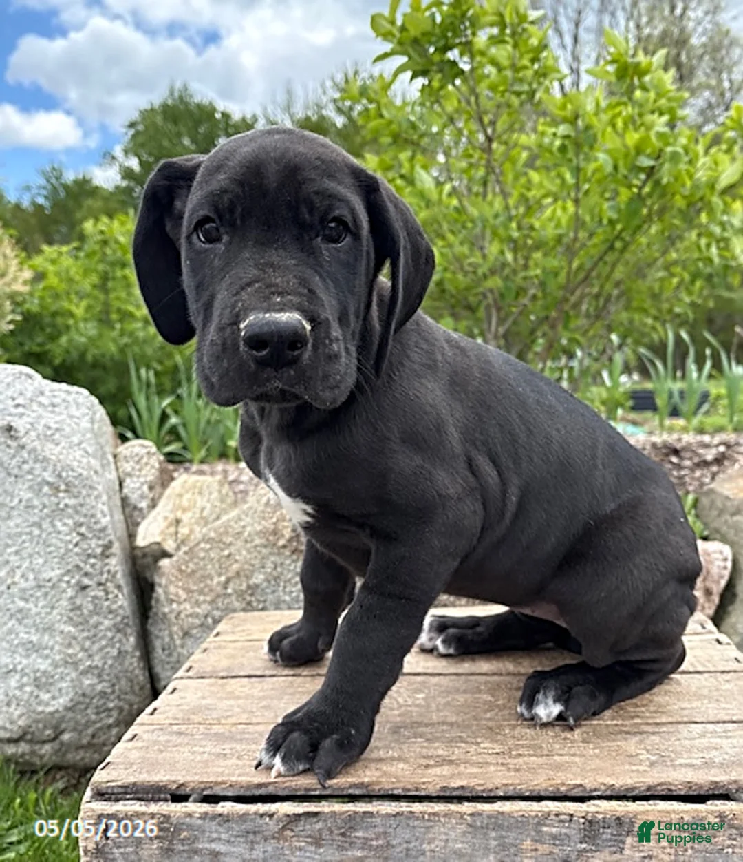 Great Dane dogs for sale: Tori - Ad 1