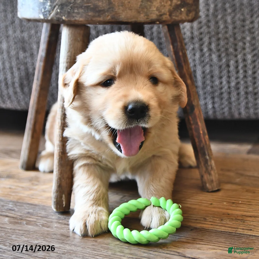 Golden Retriever dogs for sale: Zilla - Ad 2